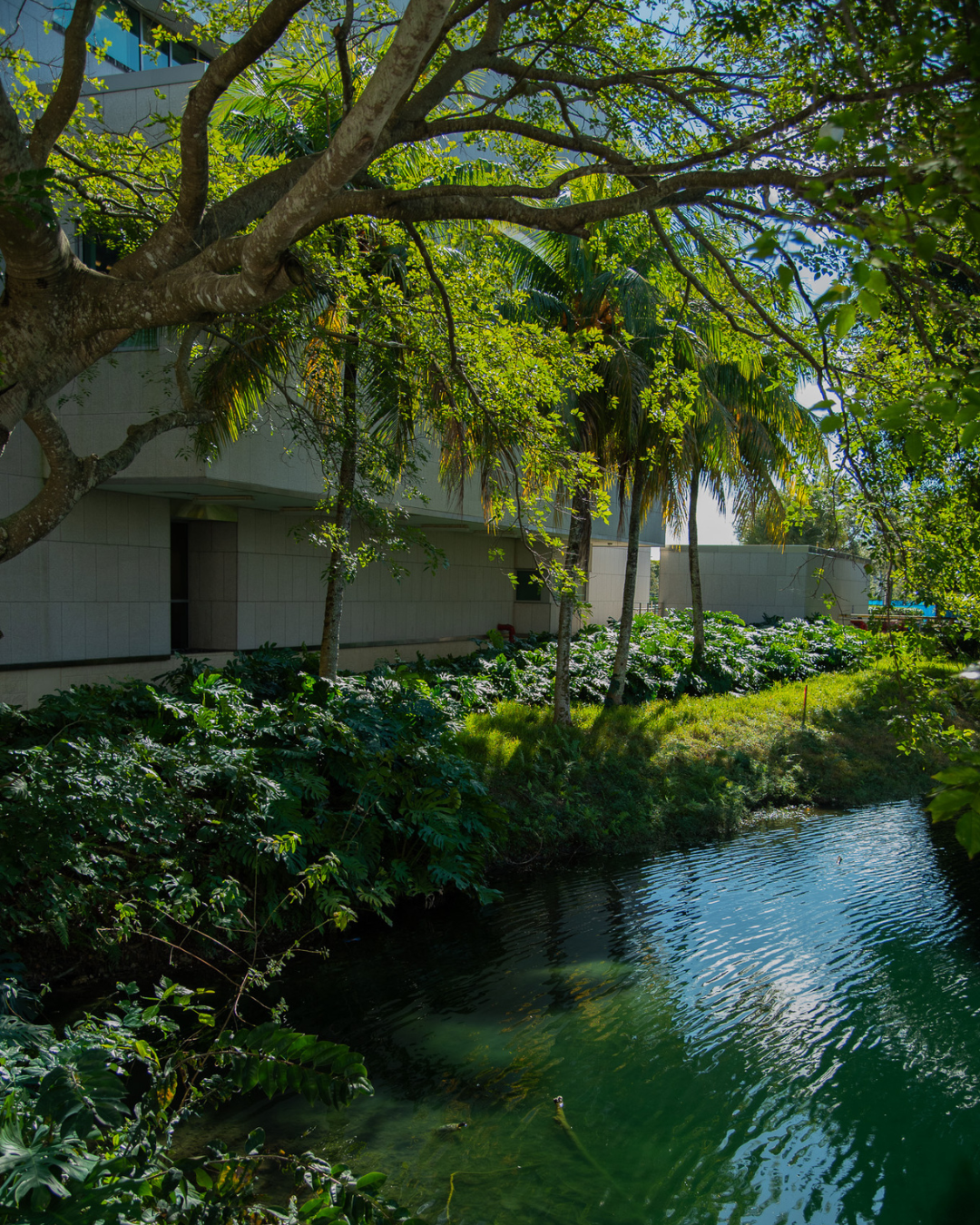 Peaceful Lakeview with green shrubs and trees